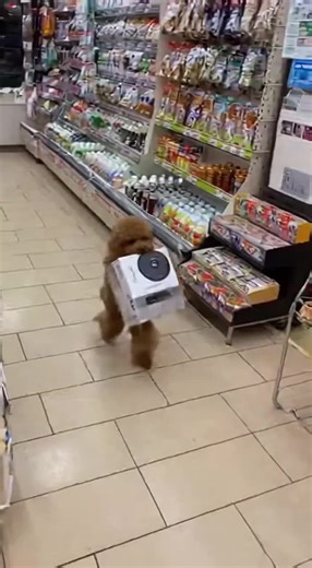 トイプー 泥棒の始まり！ #おもしろ動画 #癒し#sora2