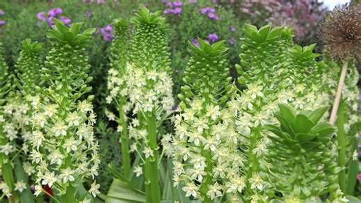 Eucomis, la 'plante ananas' : comment la planter, l’entretenir et la multiplier - RTBF Actus