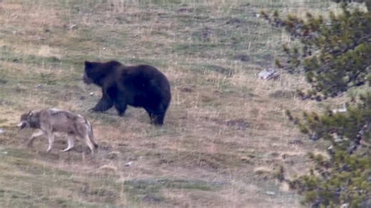 2.3M views · 37K reactions | A Griz and two wolves taking a walk in Yellowstone today… EPIC! | Lamar Valley Touring | Facebook