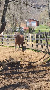 1.4K views · 34 reactions | Mulligan Farm, the main facility for...