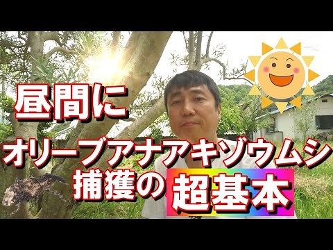 オリーブアナアキゾウムシの成虫を昼間に捕獲する基本的な方法