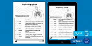 Sixth Grade Exploring the Respiratory System Matching Worksheet