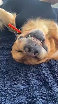 One Golden Retriever Completely Changed The Whole Scene #shorts