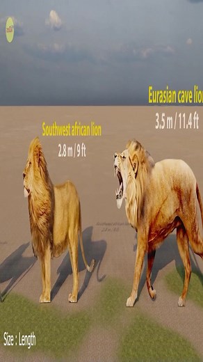 Lion size comparison #animation #comparison #3D #viral #foryou #animals #wildlife