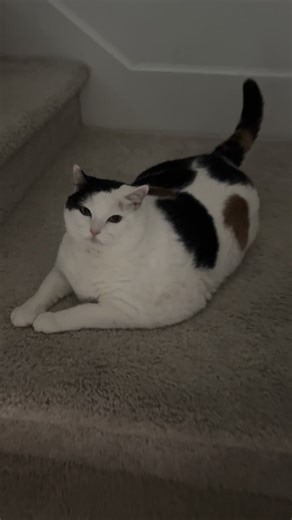 Understanding Your Cat's Loneliness