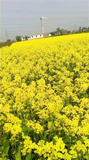 #trendingvideo #viedoviral #trendingvideo