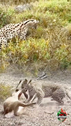 Leopard Strikes With Lightning Speed — Prey Never Saw It Coming!