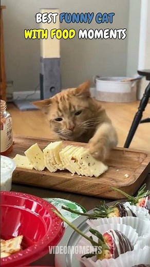 FUNNIEST CATS WITH FOOD #funnycats #food