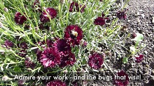 35K views · 770 reactions | Wow! Check out these gardens designed like quilts and barn quilts, including an heirloom quilt owned by our friend Susie! She created this video especially for you, Almanac fans, with tips on how to plant your own small quilt garden. And if you are interested in the online Garden Planner she used, go here: https://gardenplanner.almanac.com/ | The Old Farmers Almanac | Facebook