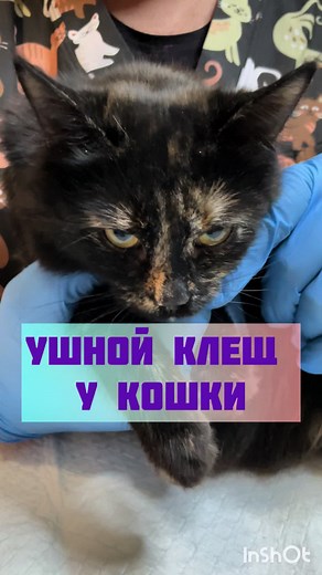 Лечение ушного клеща у домашних животных