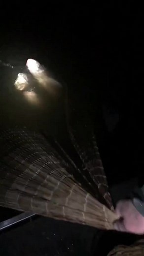 #fyp Get on the piglet#net#fishing#fish#netfish#fisherman