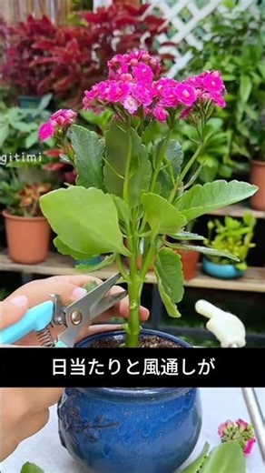 How pruning makes a difference: How to grow Kalanchoe