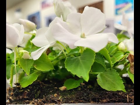 Lab Transpiration Whole Plant