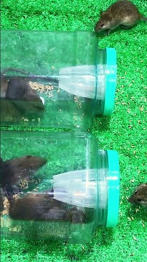 This mouse trap catches and releases safely #mousetrap #mouse #genius 6