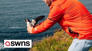 Icelanders help baby puffins take flight and start their migration by throwing them off a cliff