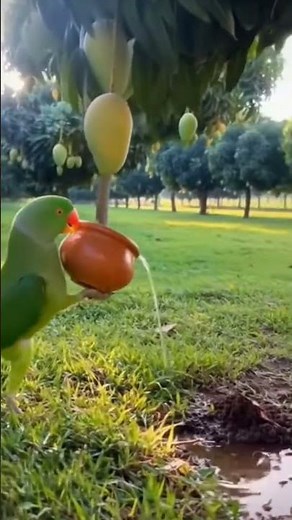 Green Parrot watering garden #music #anime #animeedit #song