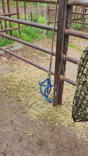 Hilarious Shetland Pony Mishap: Where's the Horse?