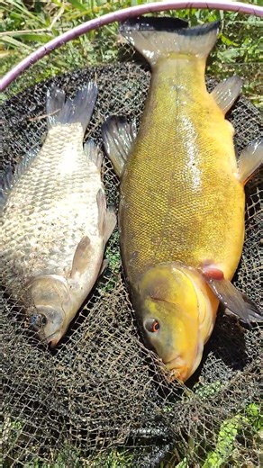 Gold and silver, or beautiful fish! #anglingknowledge #fishing #angling #tench #cruciancarp