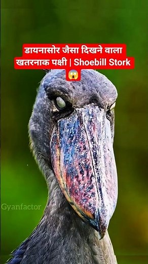 The Bird That Looks Like a Dinosaur and Still Exists Today | Shoebill Stork Facts #reels #facts