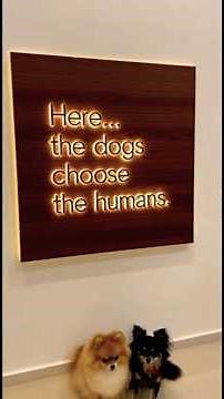 Here... The Dogs Choose The Humans