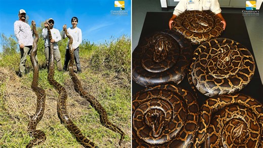 Florida organization sets record for Burmese python captures during latest season