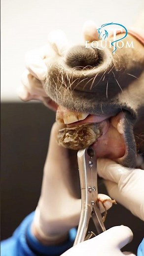 Un appareil dentaire… pour un cheval ?