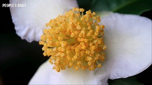 3.6K views · 233 reactions | Time-lapse video: Hope the whole process of camellia flowering can clean your eyes and drive away your trouble. | People's Daily, China | Facebook