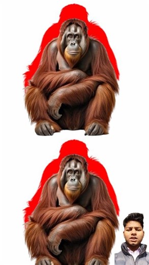 African monkey shadow cut circle stop challenging video game 🎮 #monkey #discovery #animals #challenge #Amazing | The Circle Challengers