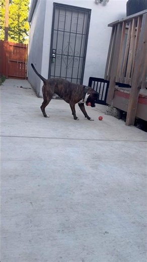 The next Messi..? 🐾 #pittie #pitbull #pitbullshorts #pittienation #staffy #cute #dogs #ytshorts