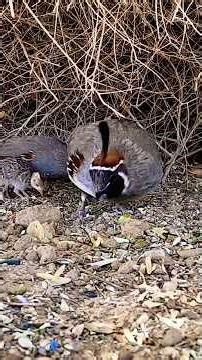 Gambles quail sounds #quail #quailsounds #shorts