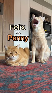 70K views · 3.1K reactions | skippity paps are back | Penny the Ginger Cat | Facebook