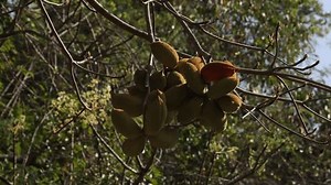 Wild Almond Java Olive Contains Edible Stock Footage Video (100% Royalty-free) 4020516243 | Shutterstock