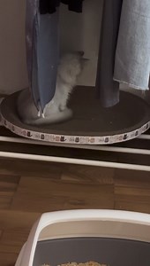 喵喵队立大功之泡芙抓蟑螂