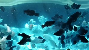 বেলুন মলি... রাজশাহী - 01712866733 | RS Color Fish Farm