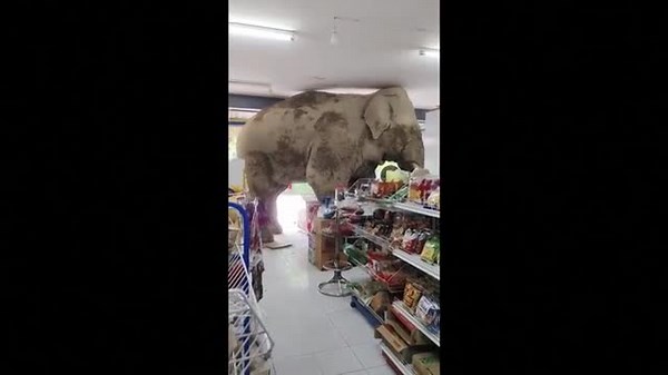 Watch: Hungry elephant storms shop to help himself to food