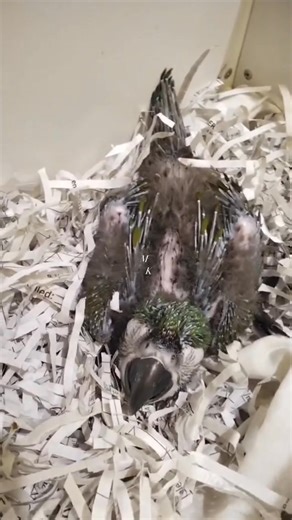 Severe Macaw 💚 | Mc Kelly Ang