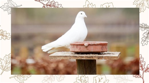 Ecology experts warn against homeowners using flat-top bird tables this winter