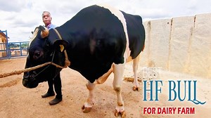 Heavy HF Bull at Gopal Naidu Dairy Farm near Bangalore Bull Video at HF Cow Farm in India | Farmers Market Karnataka
