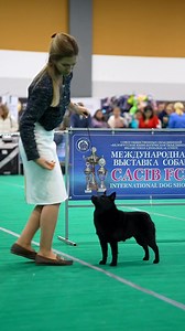 ⚡️ LADNY SVET PERFECT PRADA (nbt) ⚡️ JWW’24, JEW’24, EW’25, J INT CH Handler Ирина Попович Video Елизавета Батян #imperiumcordis #шипперке #schipperke | Kalachik Oksana