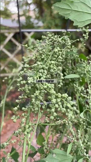 Quinoa Plant Looks Exactly Like This Plant