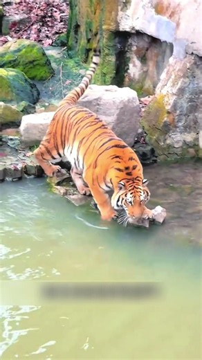 How Do Zoos Make Tigers Bathe