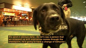 We went behind the scenes at PDX to meet the best K-9 handler in the nation and to see what sets her apart. | FOX 12 Oregon