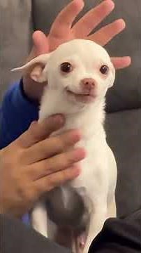 Dog funny #funny #dogs #dog #dogapparel #cute #fouryou #fyp