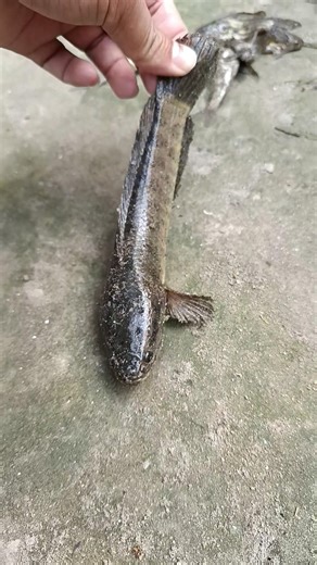 How to catch unique fish amazing fishing video in the world #fishing​ #fish​ #fishing #handfish