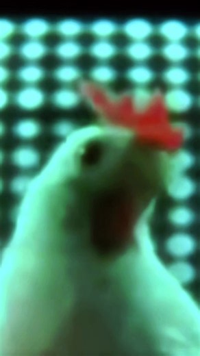 Techno chicken dance #cancionesdeniños #musicaparaniños #videosparaniñosyniñas #kocartoons #musicaparaninos