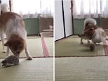 Bamboozled dog is unsure what to make of hedgehog
