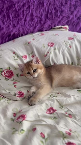 #cat #golden #gold_barney