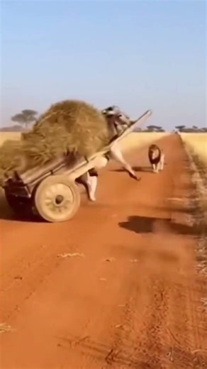 Warthog Causes TOTAL CHAOS 😂 Warthog vs Lions vs Donkey Cart 😂🔥 #donkey #animals #lion #warthog