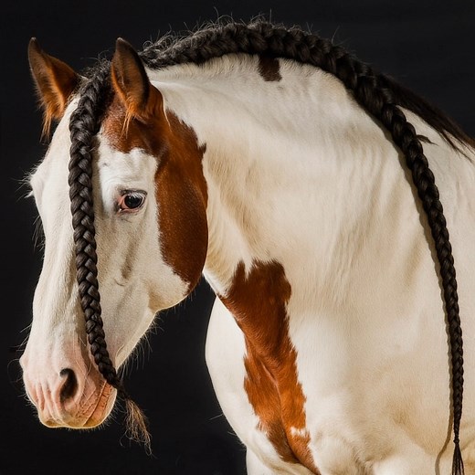 22K views · 1K reactions | This stunning skewbald horse truly turns heads with its striking markings and beautifully braided mane. A wonderful mix of power, elegance, and character – a true example of equine artistry at its finest. A horse that captures attention effortlessly, whether in motion or standing proud. What’s your favourite thing about skewbald colouring? ✨ #SkewbaldHorse #EquineElegance #HorseStyle #BraidedBeauty #HorseLove | Coloured Stallions | Facebook