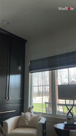 Animal Antics: Adorable Dog Sings Along to Piano Tunes || WooGlobe